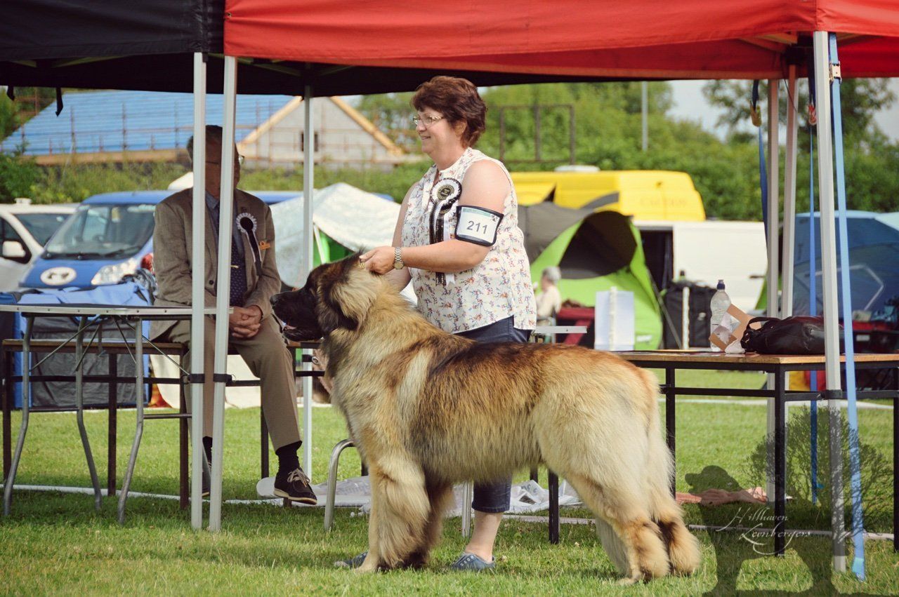 Hillhavenleonbergers leonbergers