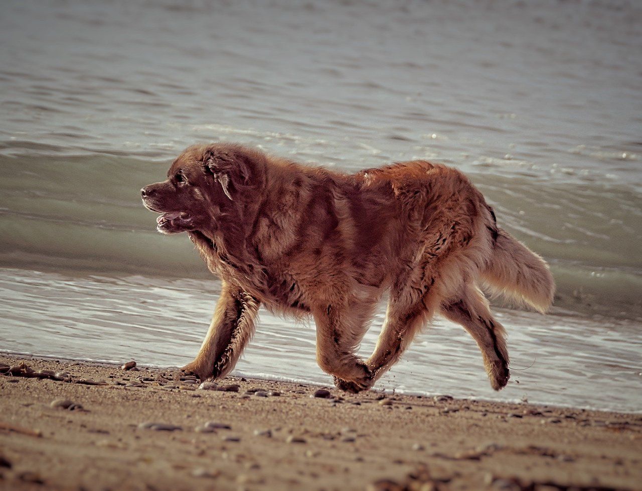 Hillhavenleonbergers leonbergers