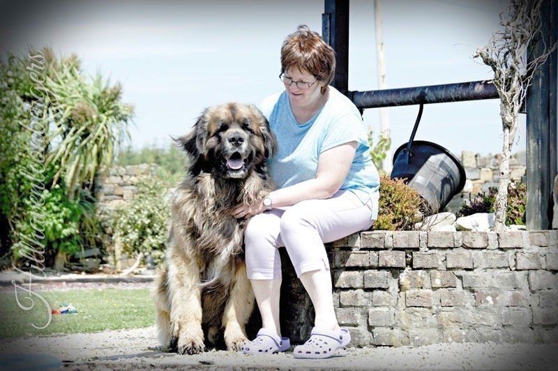 Hillhavenleonbergers leonbergers
