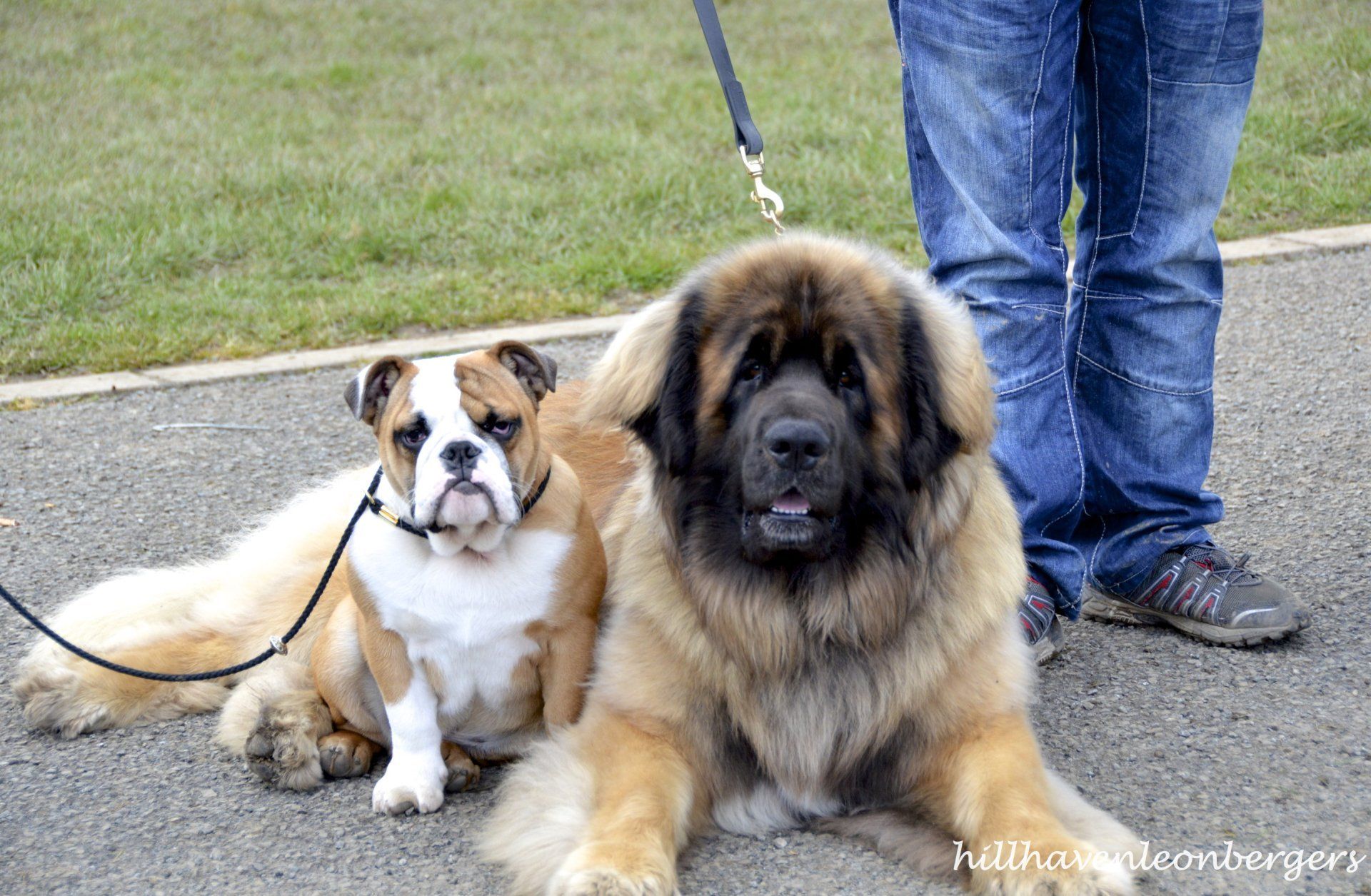 Hillhavenleonbergers leonbergers