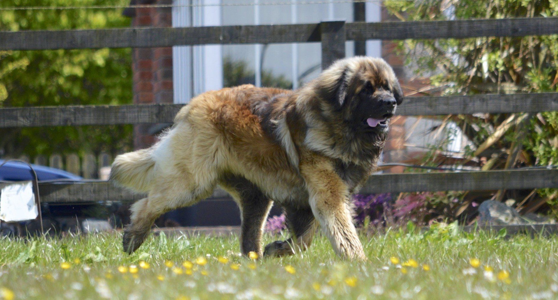 Hillhavenleonbergers leonbergers