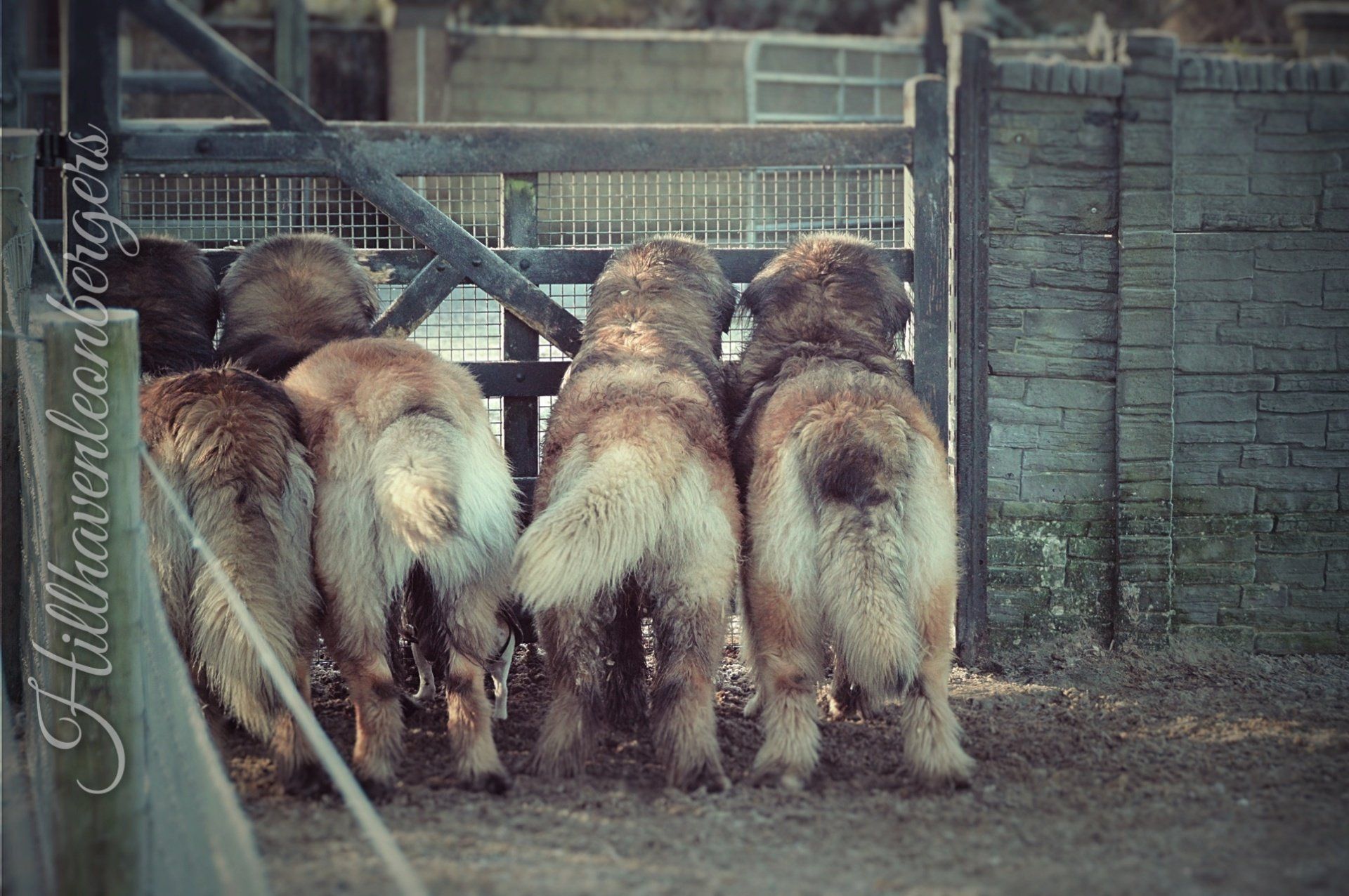 Hillhavenleonbergers leonbergers