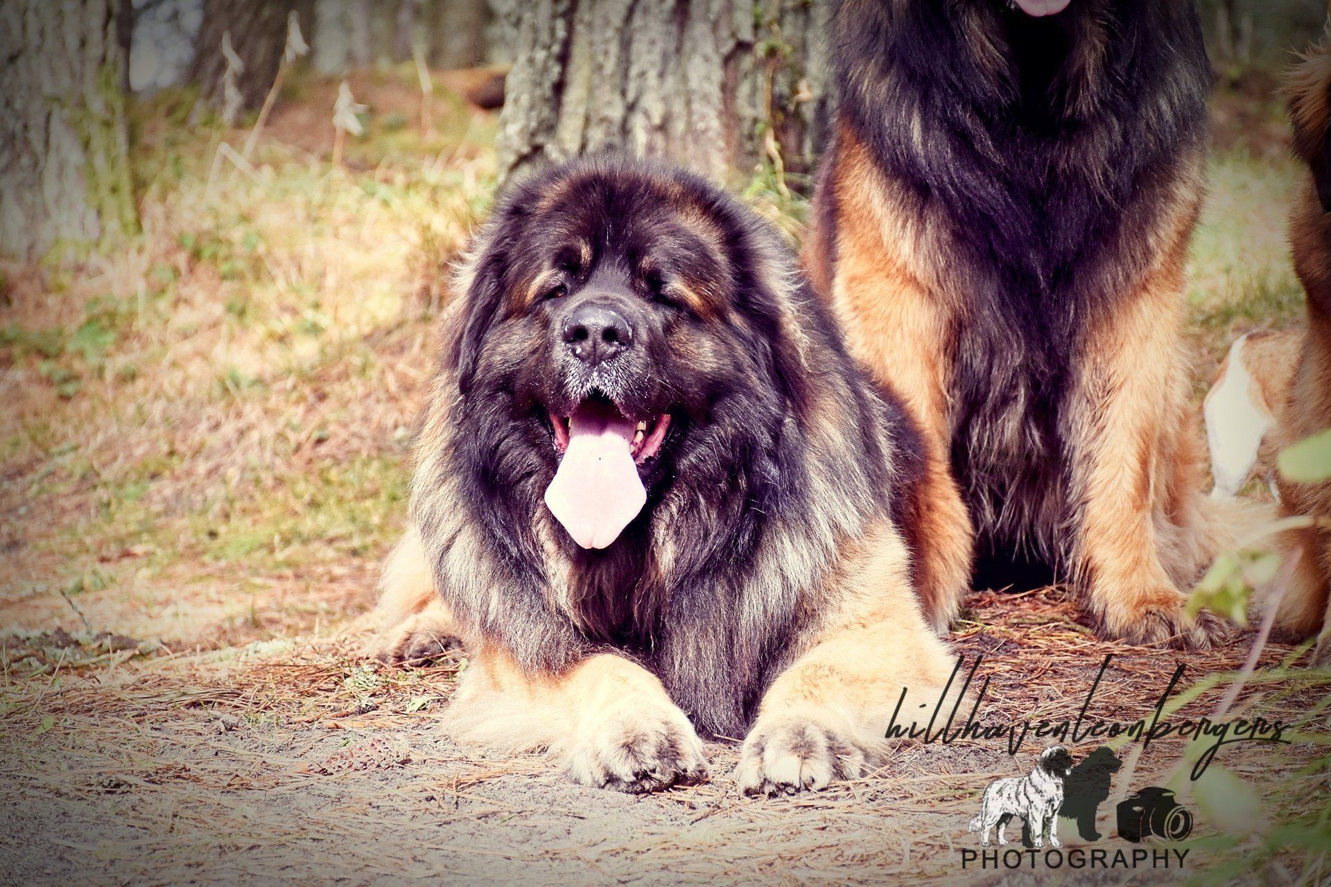 Hillhavenleonbergers leonbergers