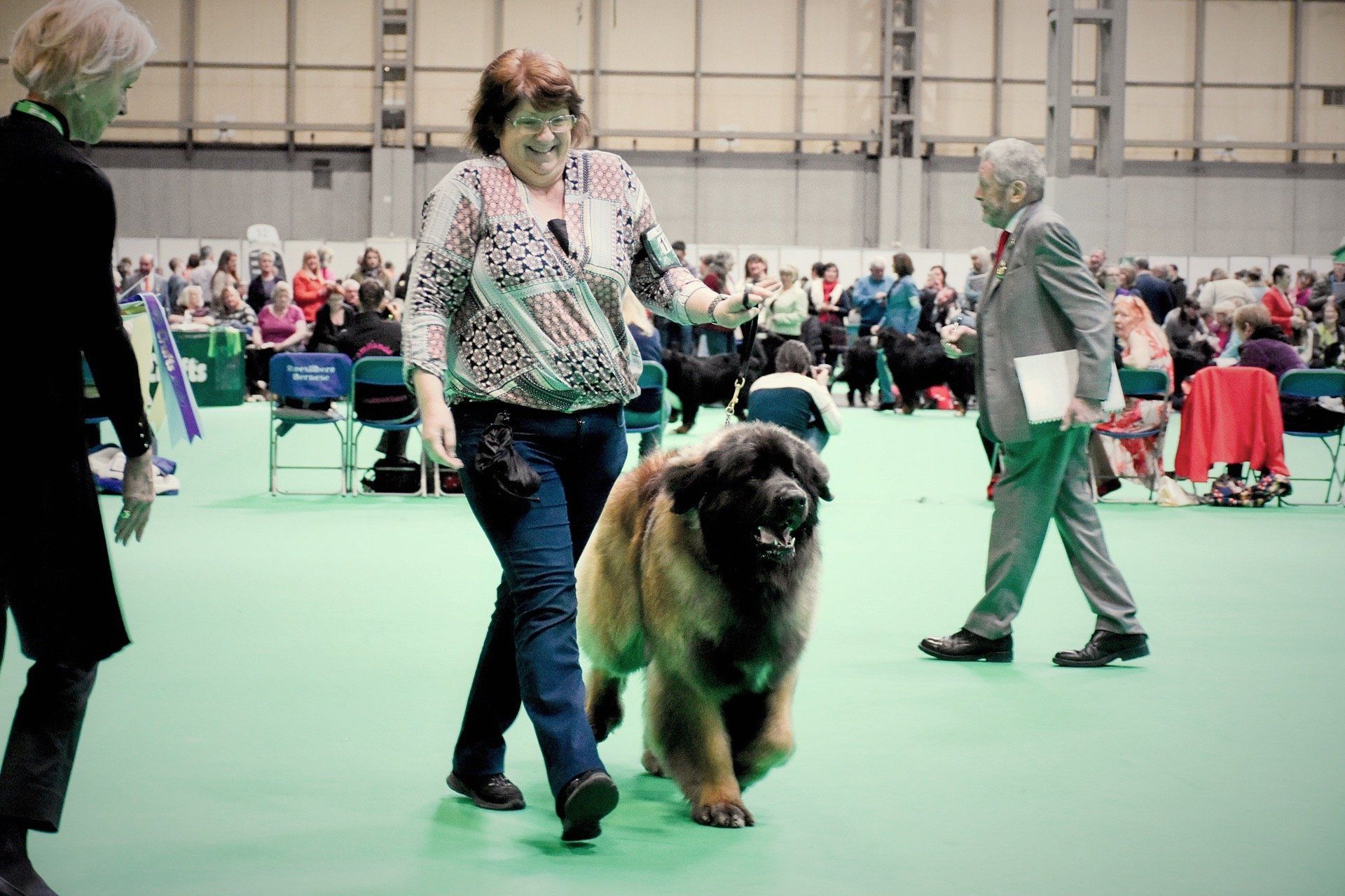 Hillhavenleonbergers leonbergers