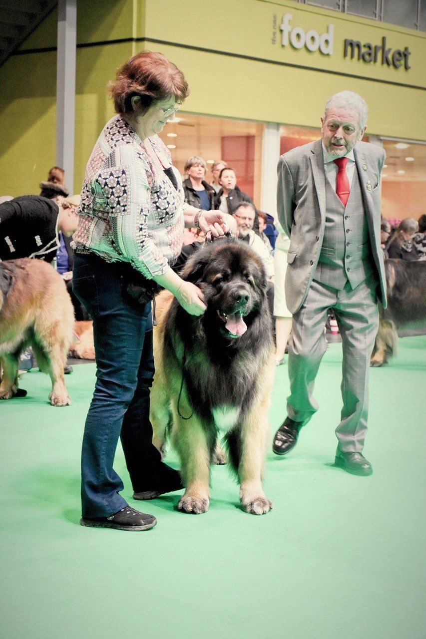 Hillhavenleonbergers leonbergers
