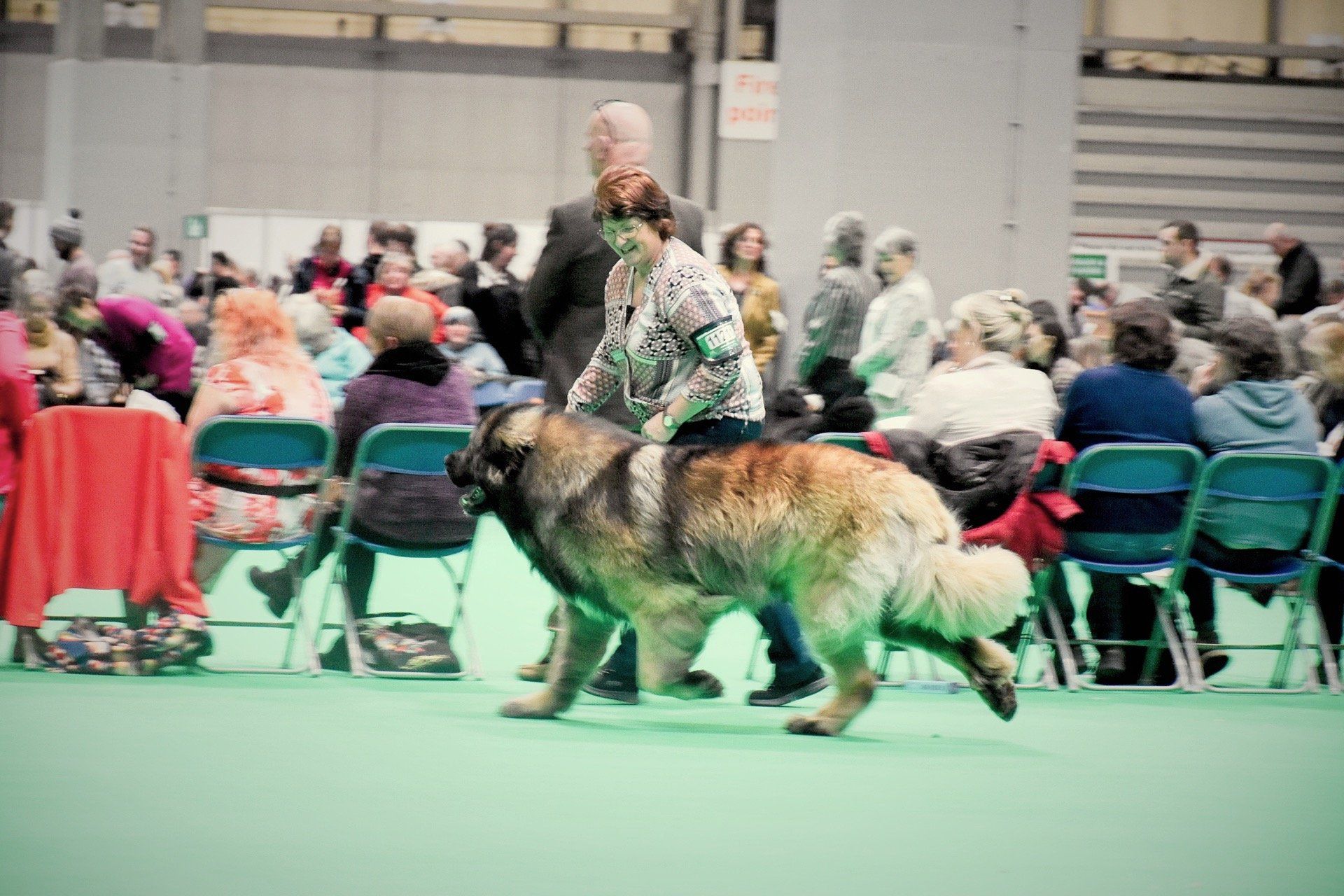 Hillhavenleonbergers leonbergers
