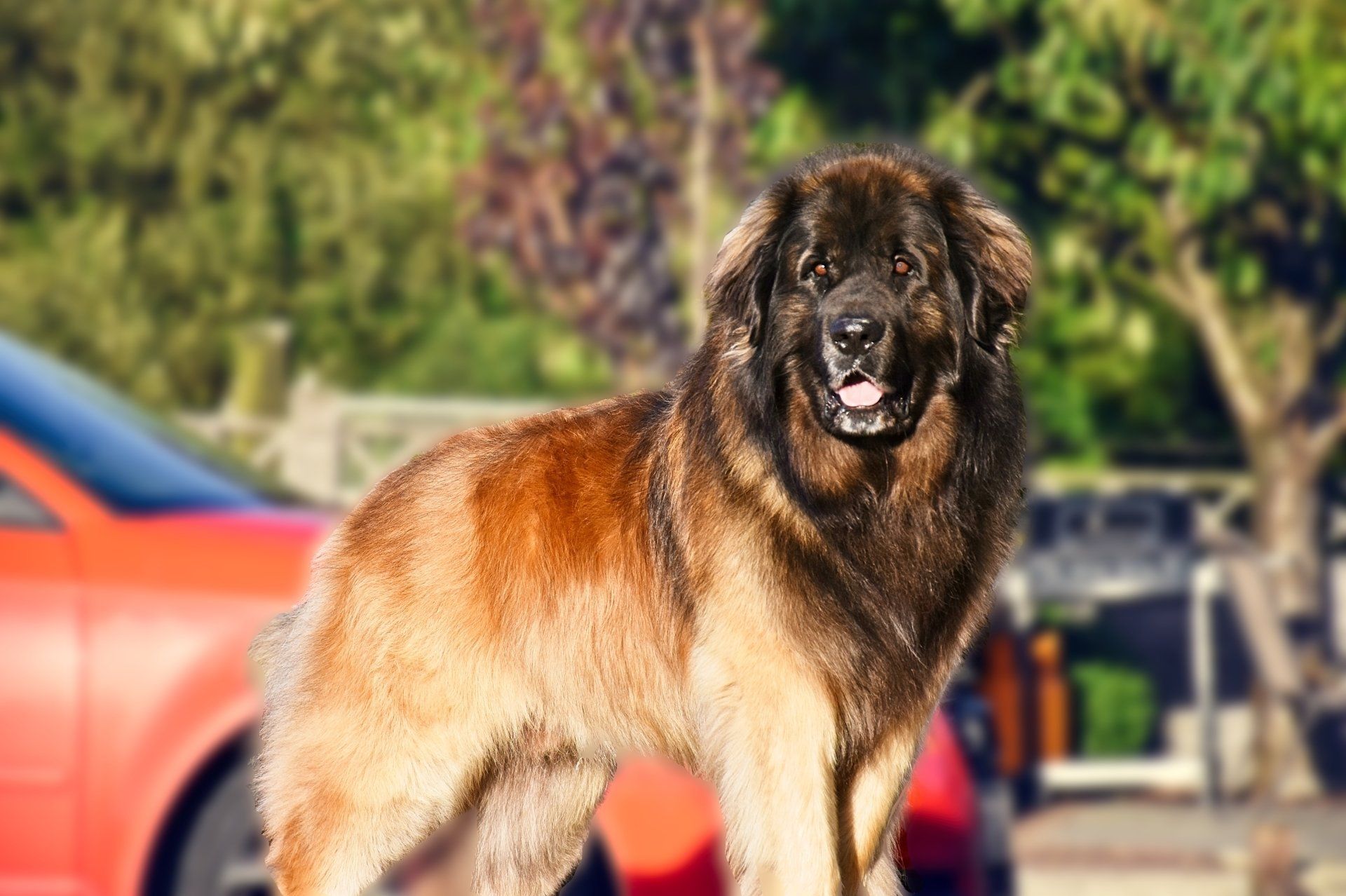 Large brown and black dog standing outdoors in a sunny park, with a blurred red car in the background