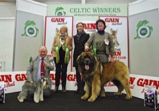 Hillhavenleonbergers leonbergers