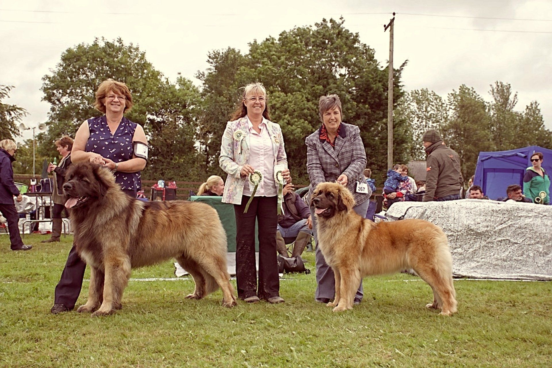 Hillhavenleonbergers leonbergers