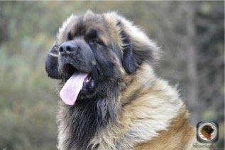 Hillhavenleonbergers leonbergers