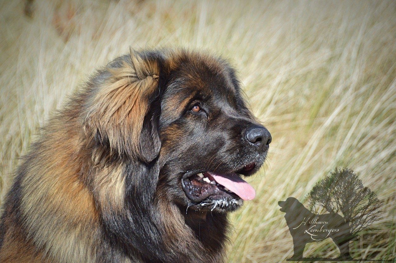 Large fluffy dog with a dark muzzle panting in tall grass