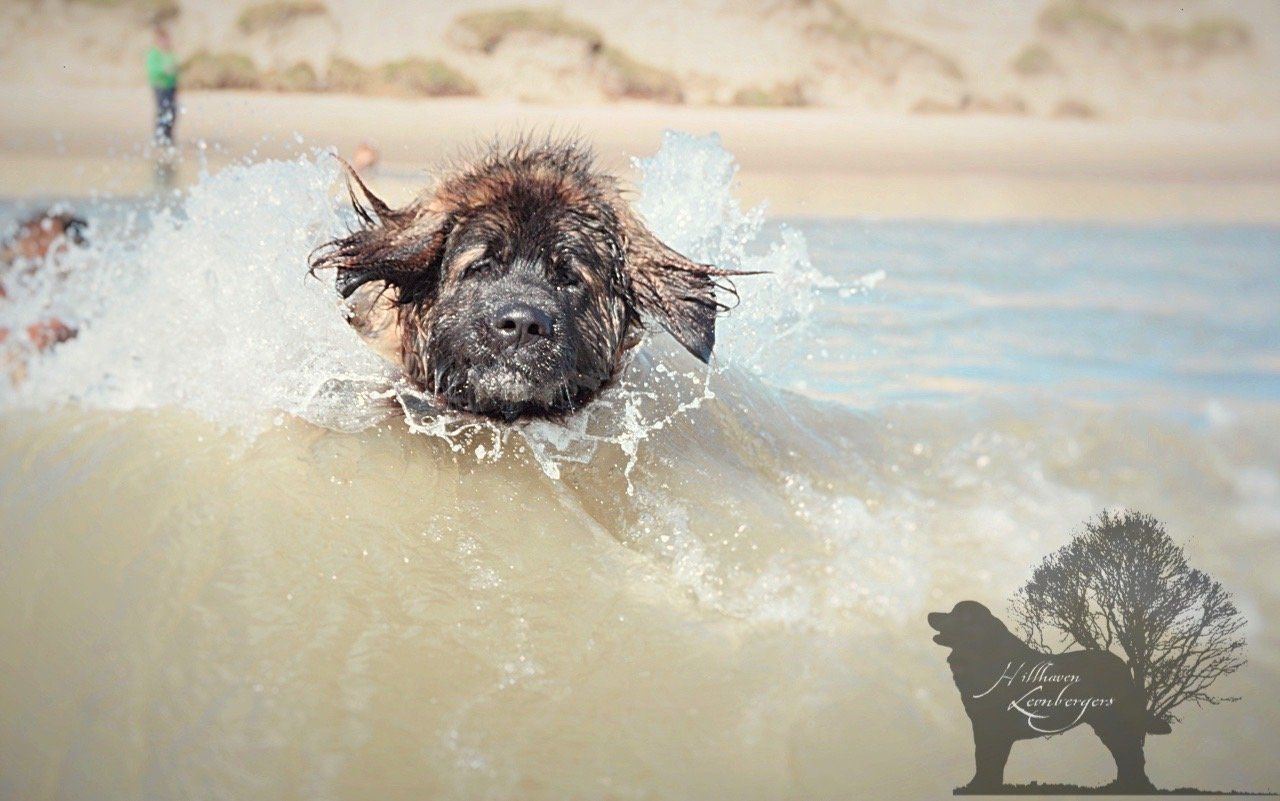 Hillhavenleonbergers leonbergers