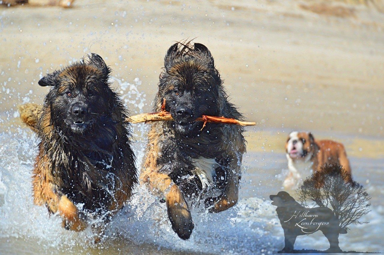 Hillhavenleonbergers leonbergers