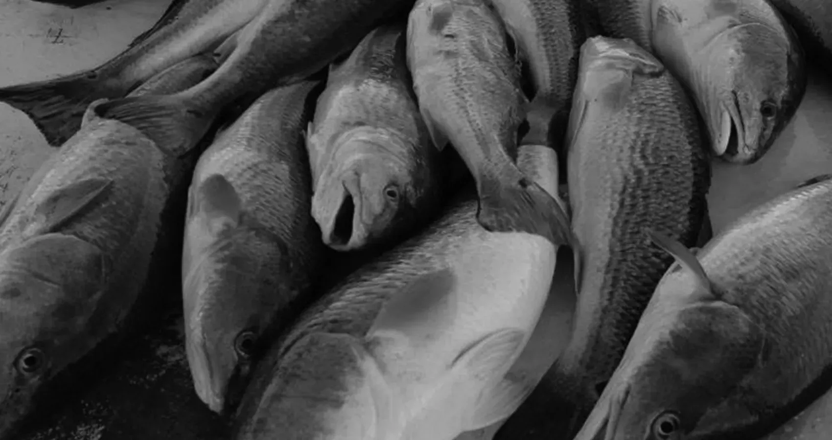 A black and white photo of a bunch of fish laying on top of each other.