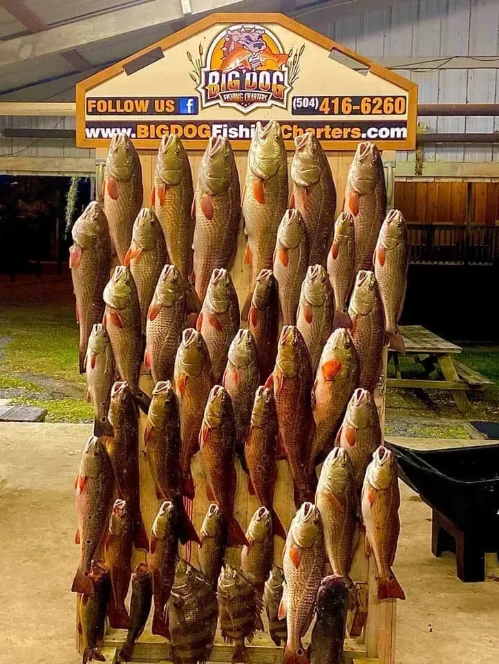 A bunch of fish are displayed in front of a sign that says big dog fish charters.