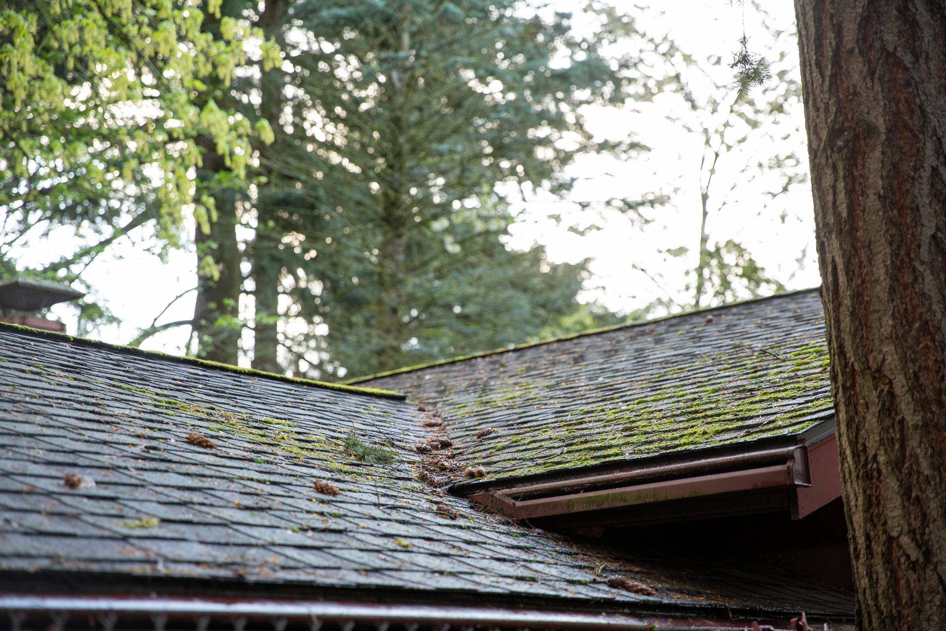 A Wooden Roof With Moss On It - Flagler County, FL - Screen Windows Painting Services A Wooden Roof With Moss On It - Flagler County, FL - Screen Windows Painting Services