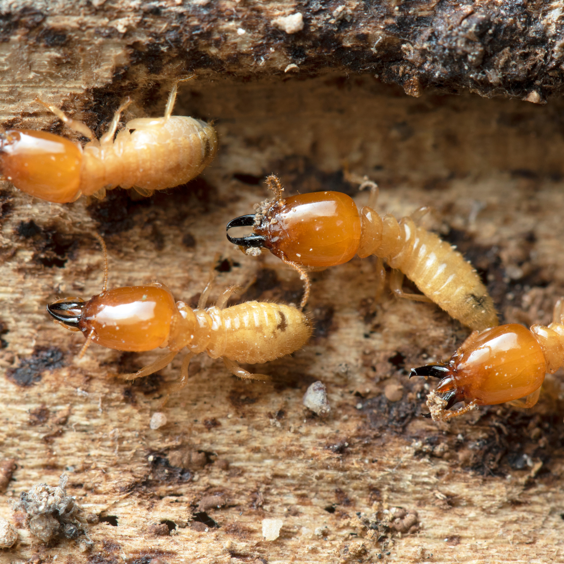 Close-up of termites with amber heads and black mandibles, inside a wooden structure.