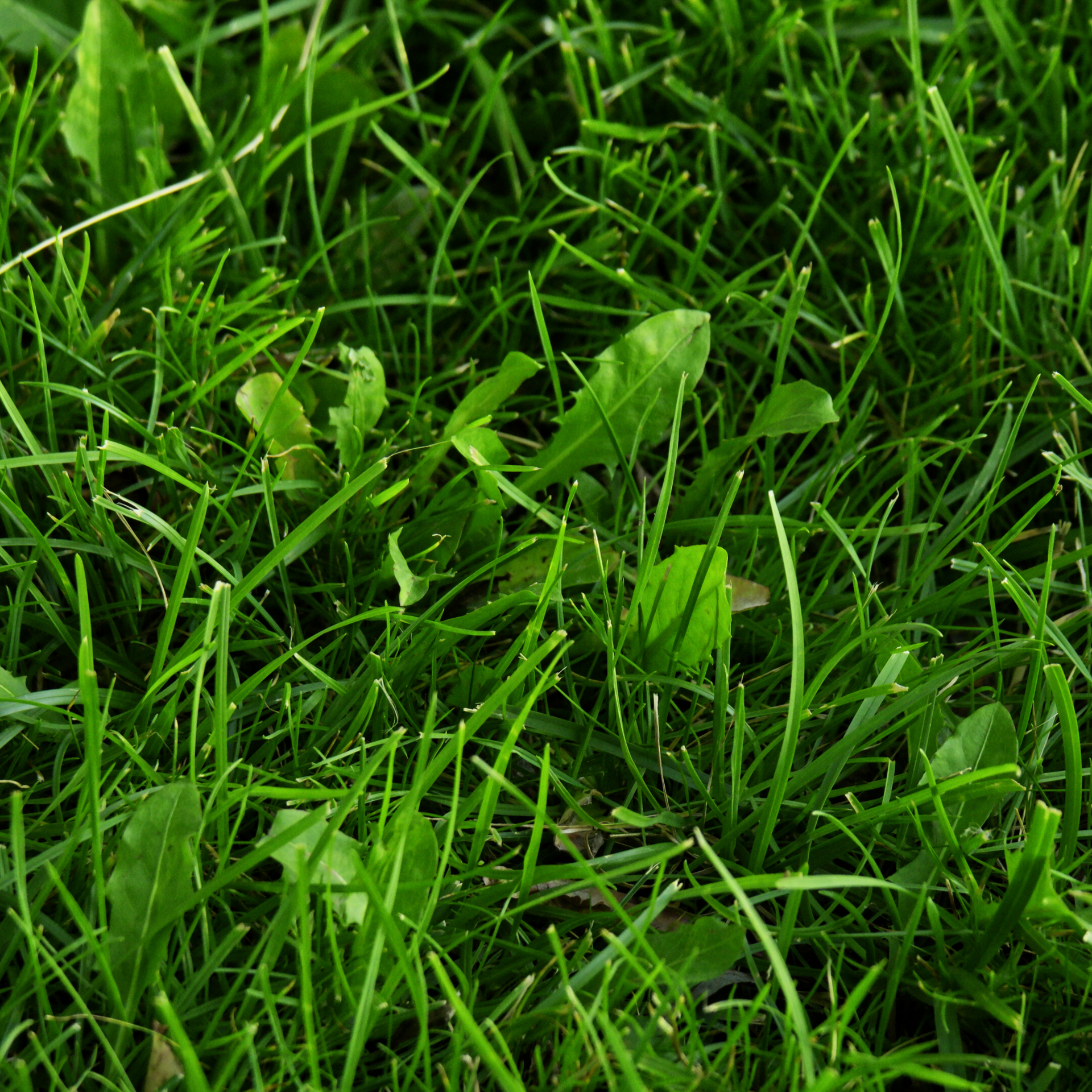 Close-up of vibrant green grass blades and small broadleaf weeds in a yard.