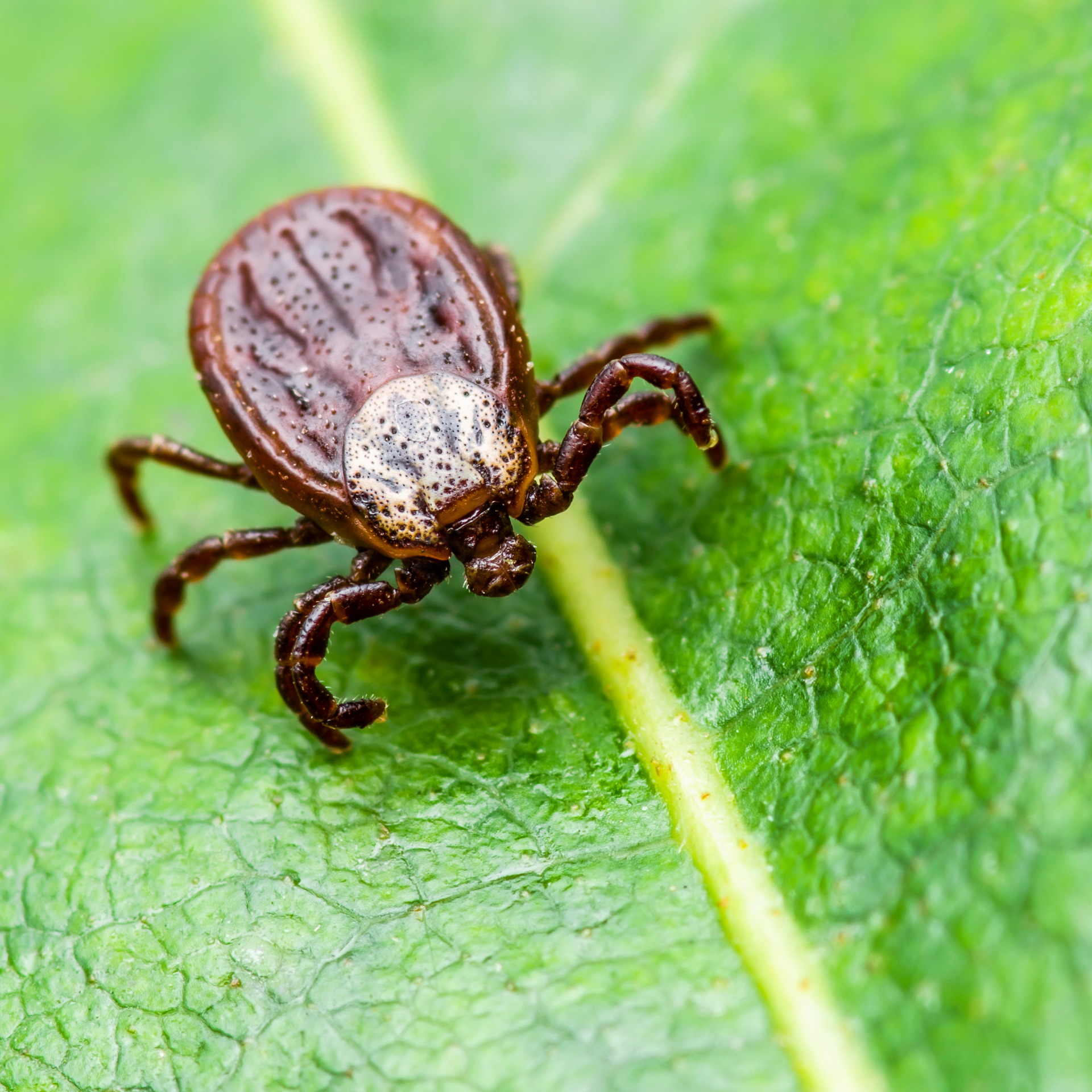Tick, dark brown with white markings, on a green leaf.