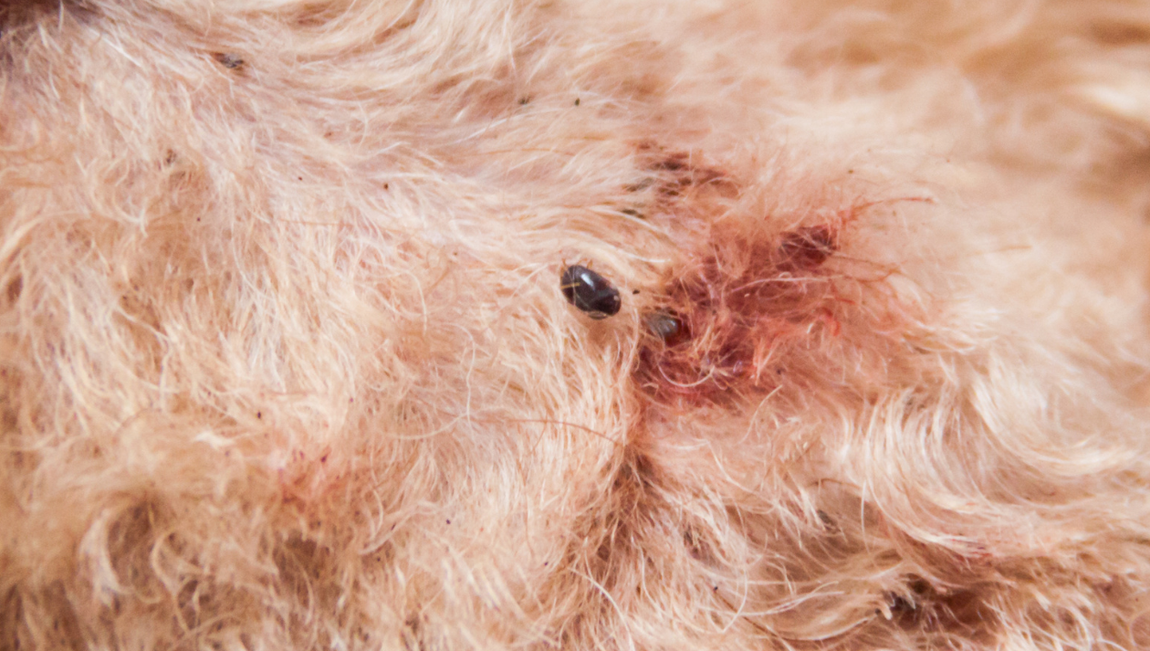 Tick embedded in light brown dog fur, surrounded by irritated, red skin.