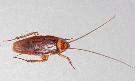 Brown cockroach with long antennae on a white surface.