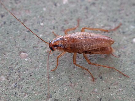 Brown cockroach on a gray concrete surface.