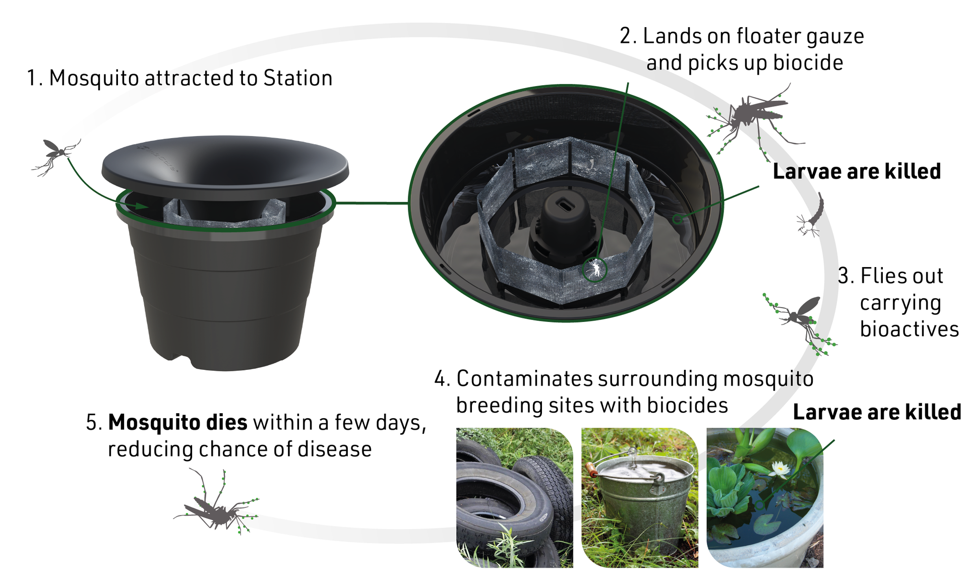 Diagram of a mosquito trap, illustrating how it attracts, infects, and kills mosquitoes and larvae in breeding sites.