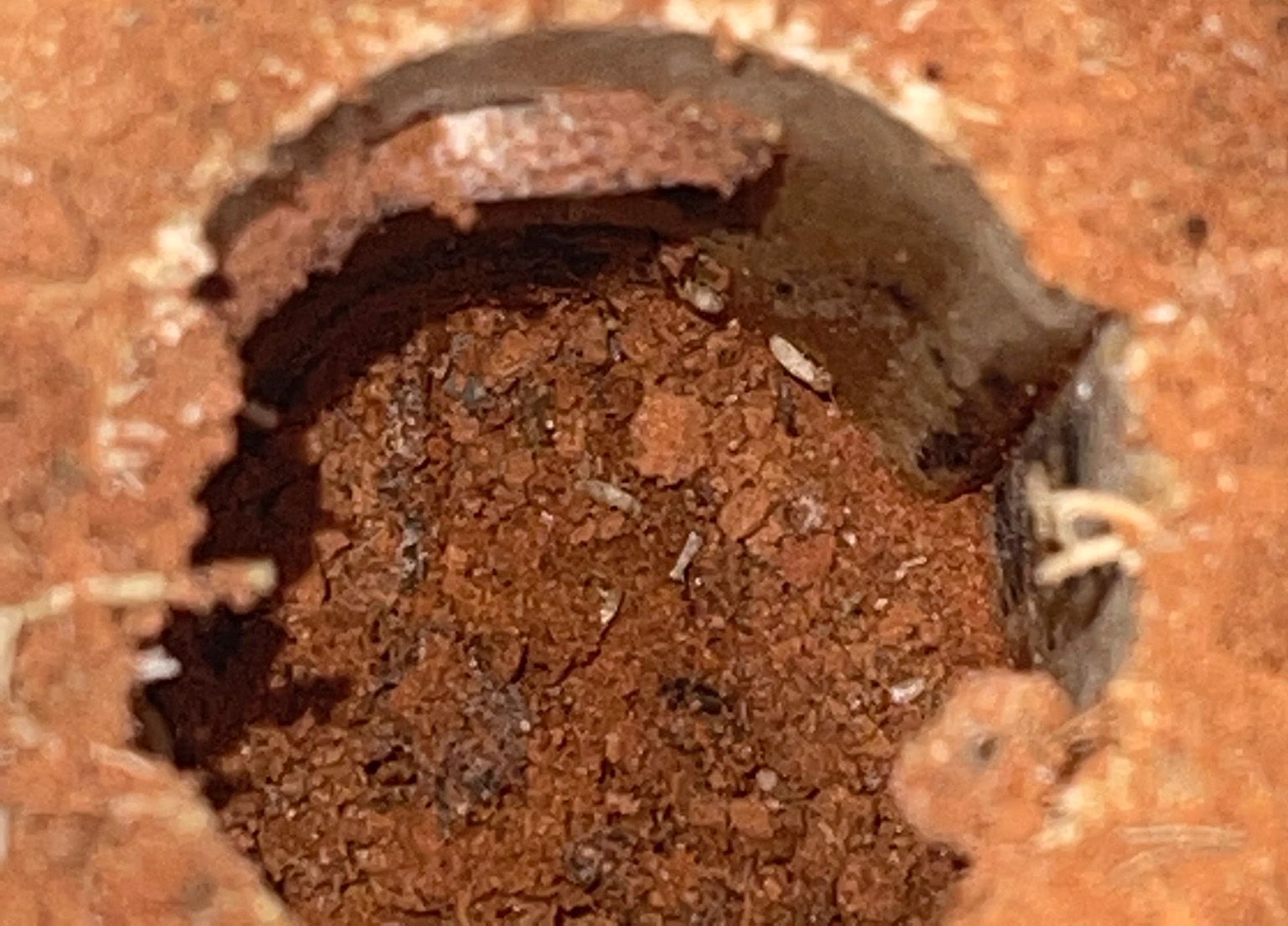 Termite