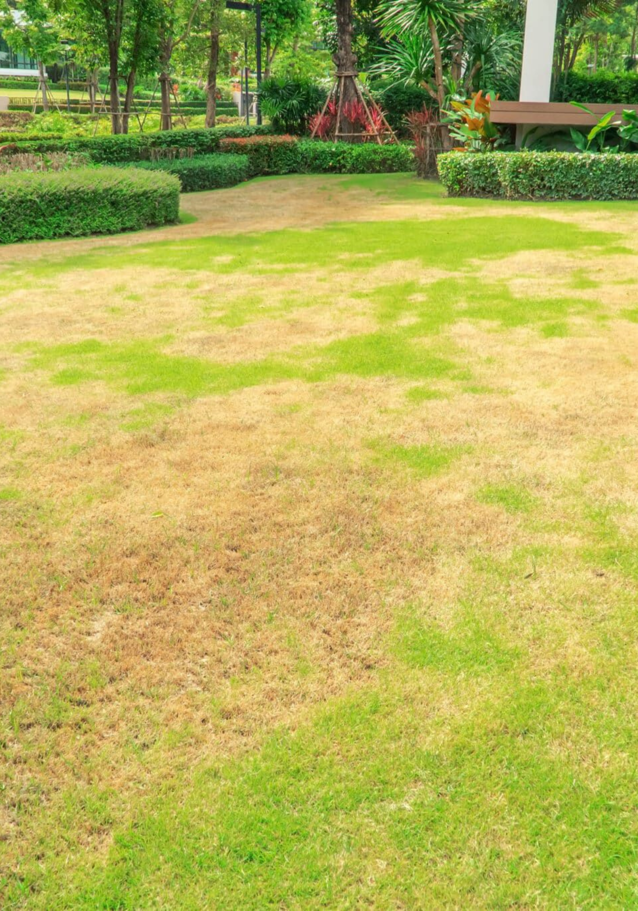 Lawn with patches of brown and green grass in a park setting, surrounded by hedges and trees.