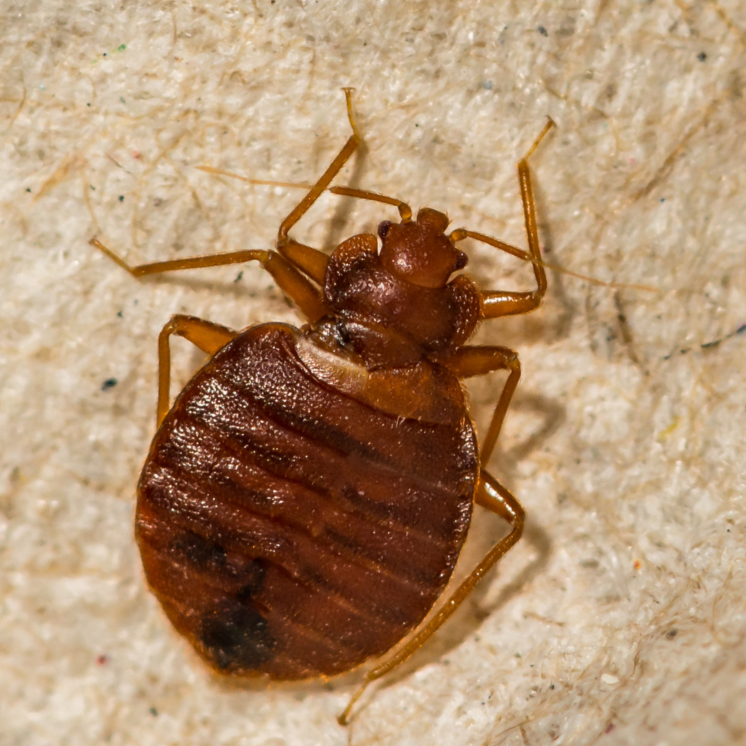 Close-up of a brown bed bug on a textured surface, showing its segmented body and antennae.