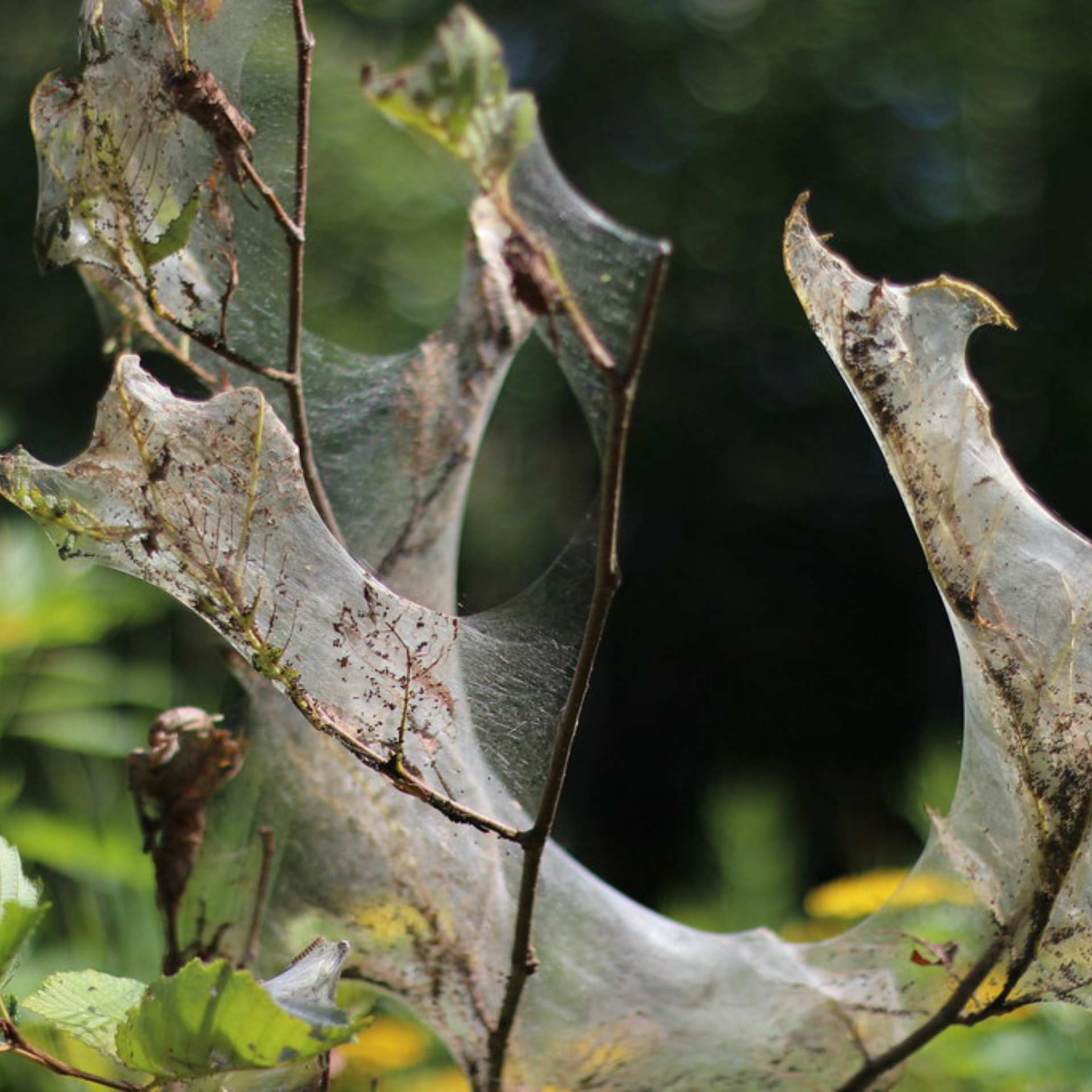 Web-like silk completely covering branches of a plant, creating a nest-like structure.