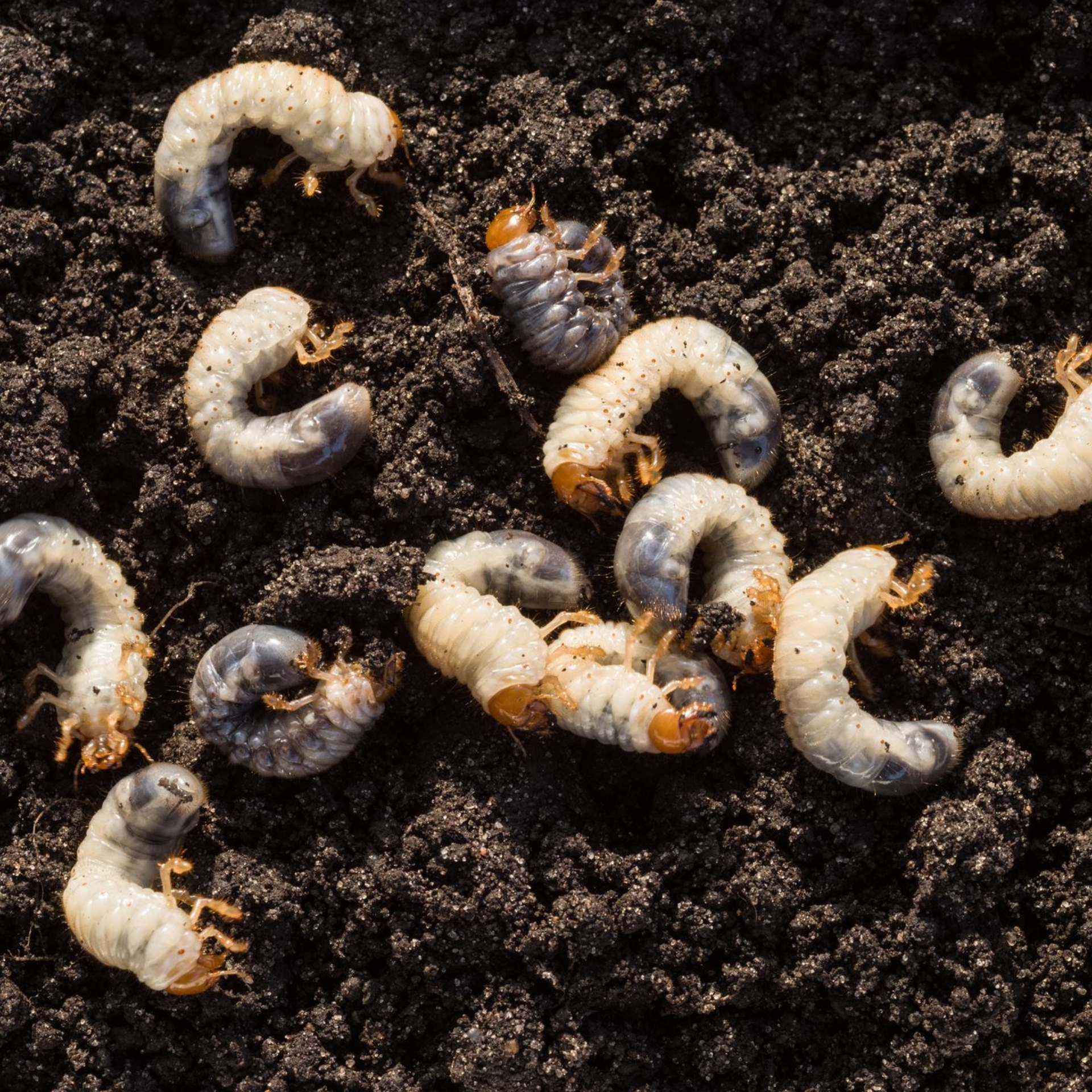 White grub worms curled in dark soil.