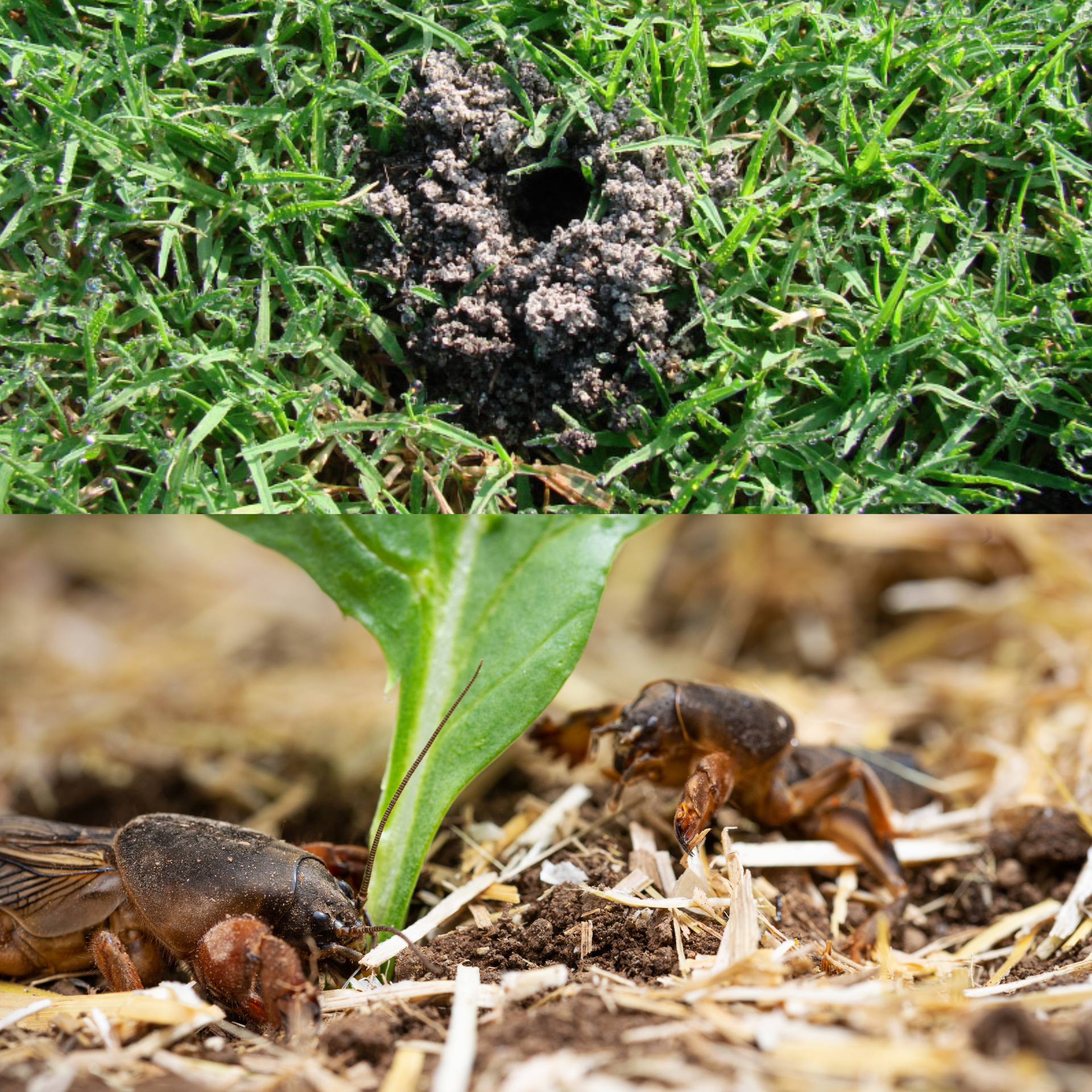 Top: Hole in grassy lawn. Bottom: Mole crickets near plant.