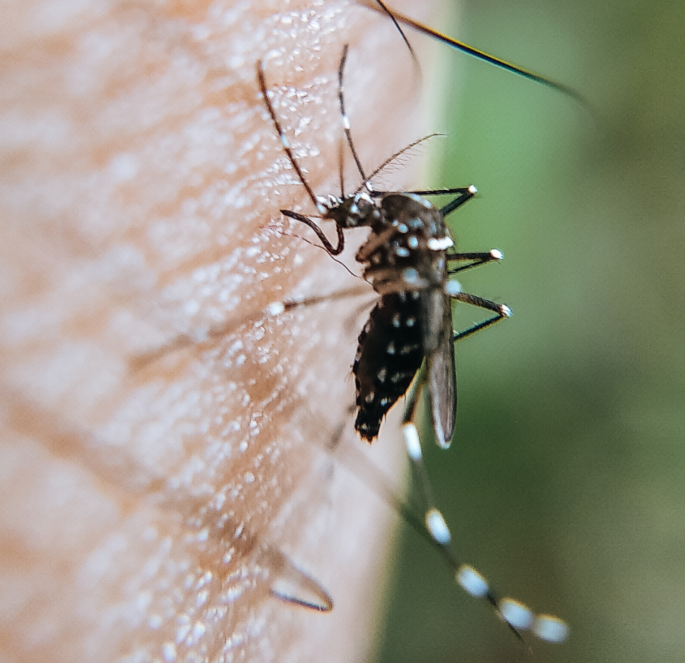 Mosquito feeding on human skin, black and white markings, close-up.