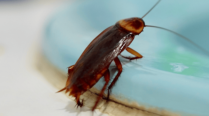 Cockroach on the edge of a light blue sink. Brown insect with long antennae.