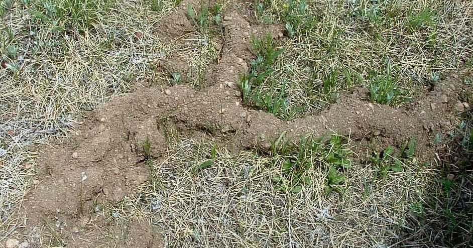 Dirt mounds on grass, possibly a mole or other burrowing animal.