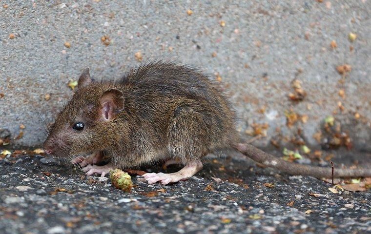 Brown rat on asphalt, beside concrete wall.