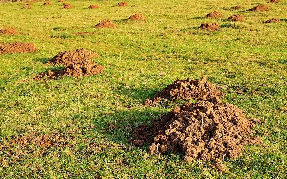 Grassy field with several brown molehills scattered across the surface.