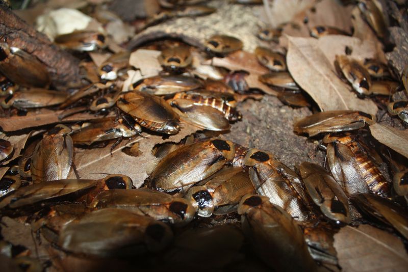 Brown cockroaches clustered among dry leaves.