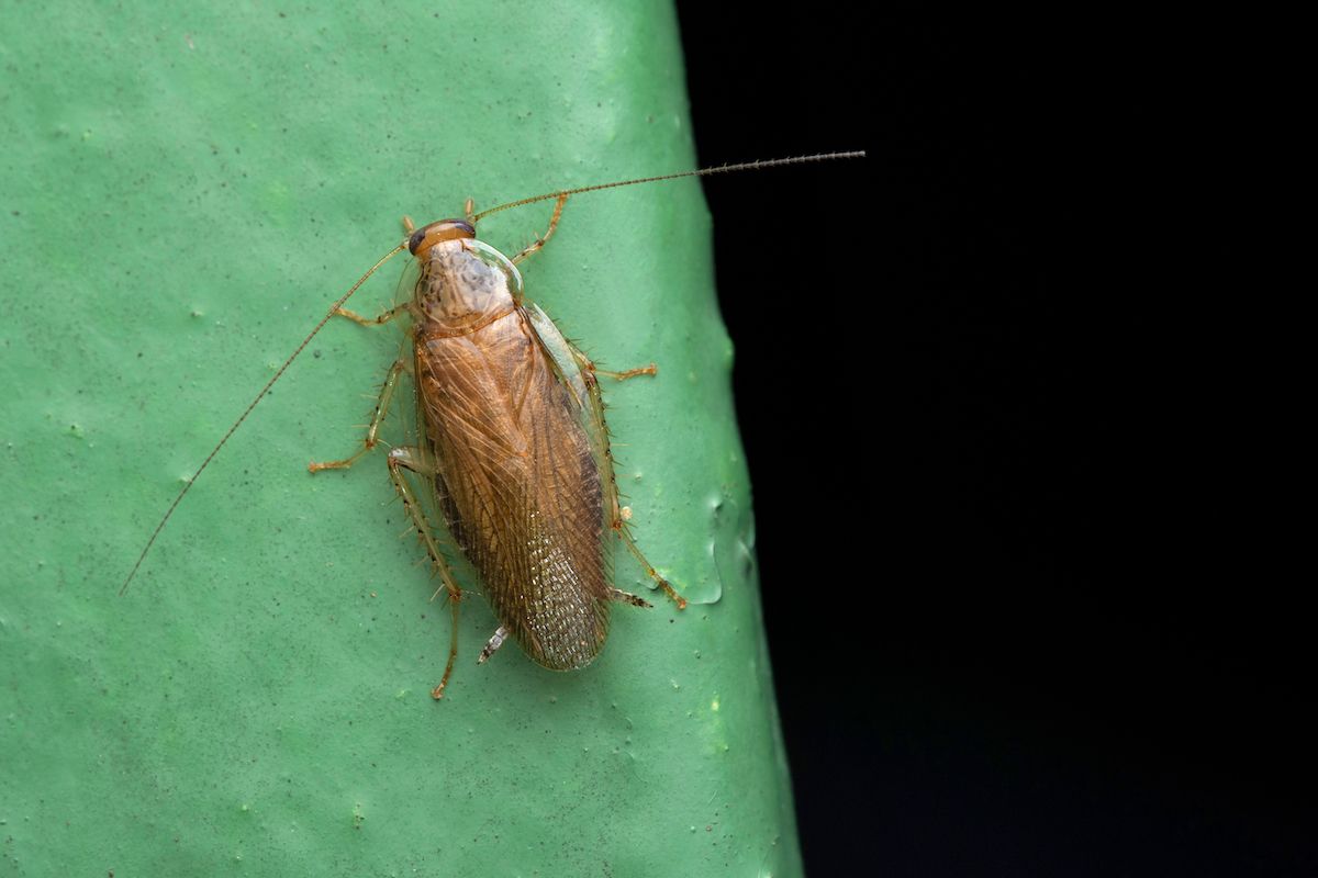Brown cockroach with long antennae on a green surface.
