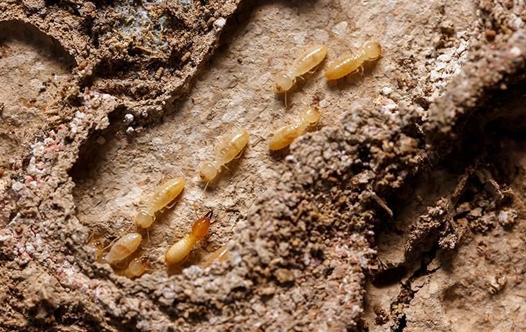 Termite