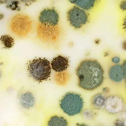 Mold Removal