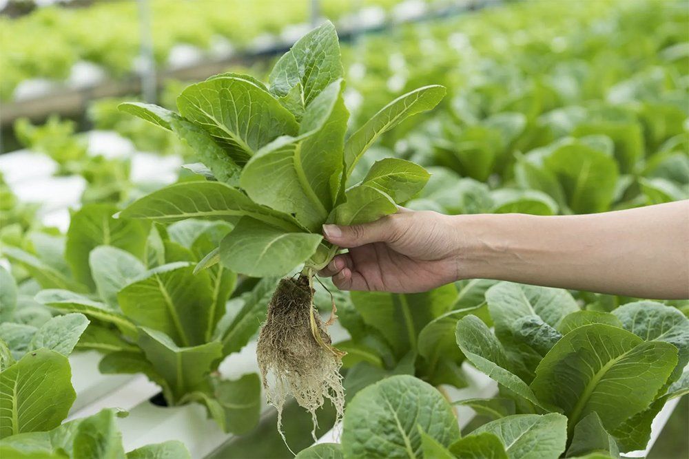 aquaponics aquaponics