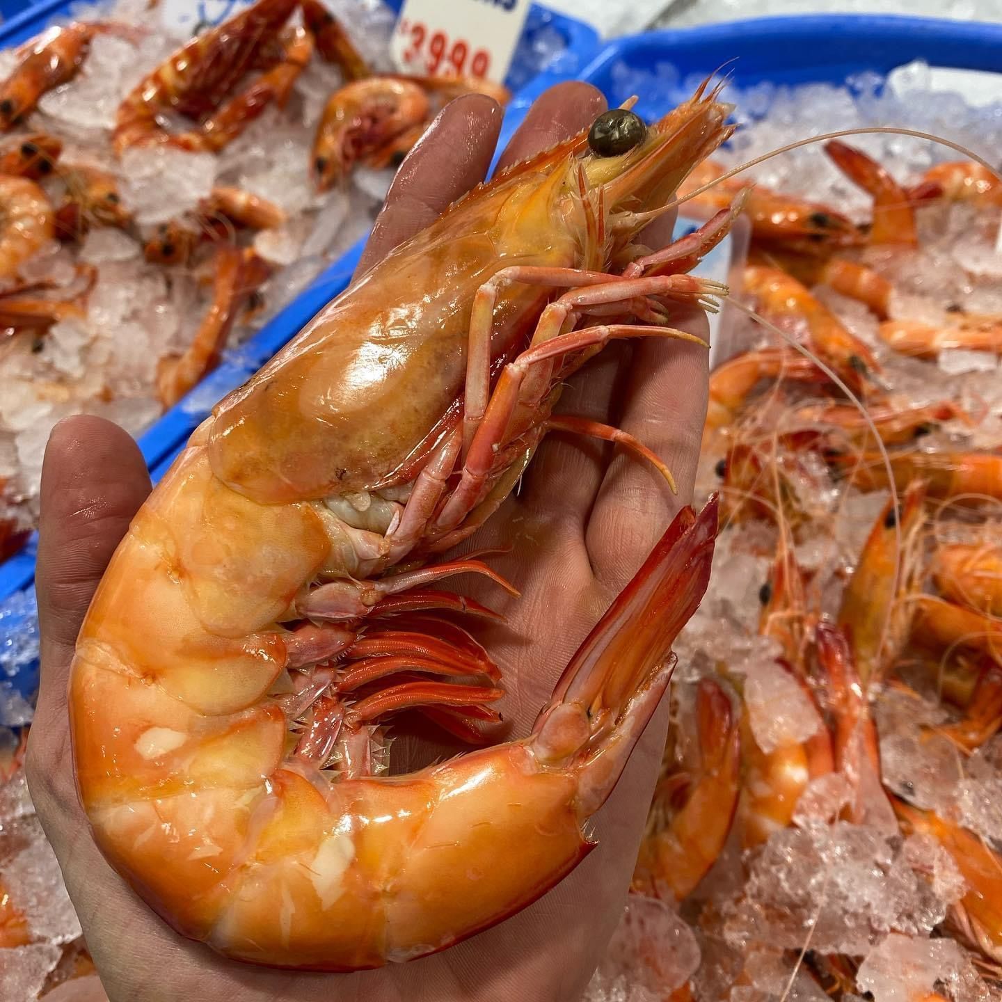A person is holding a large shrimp in their hand.