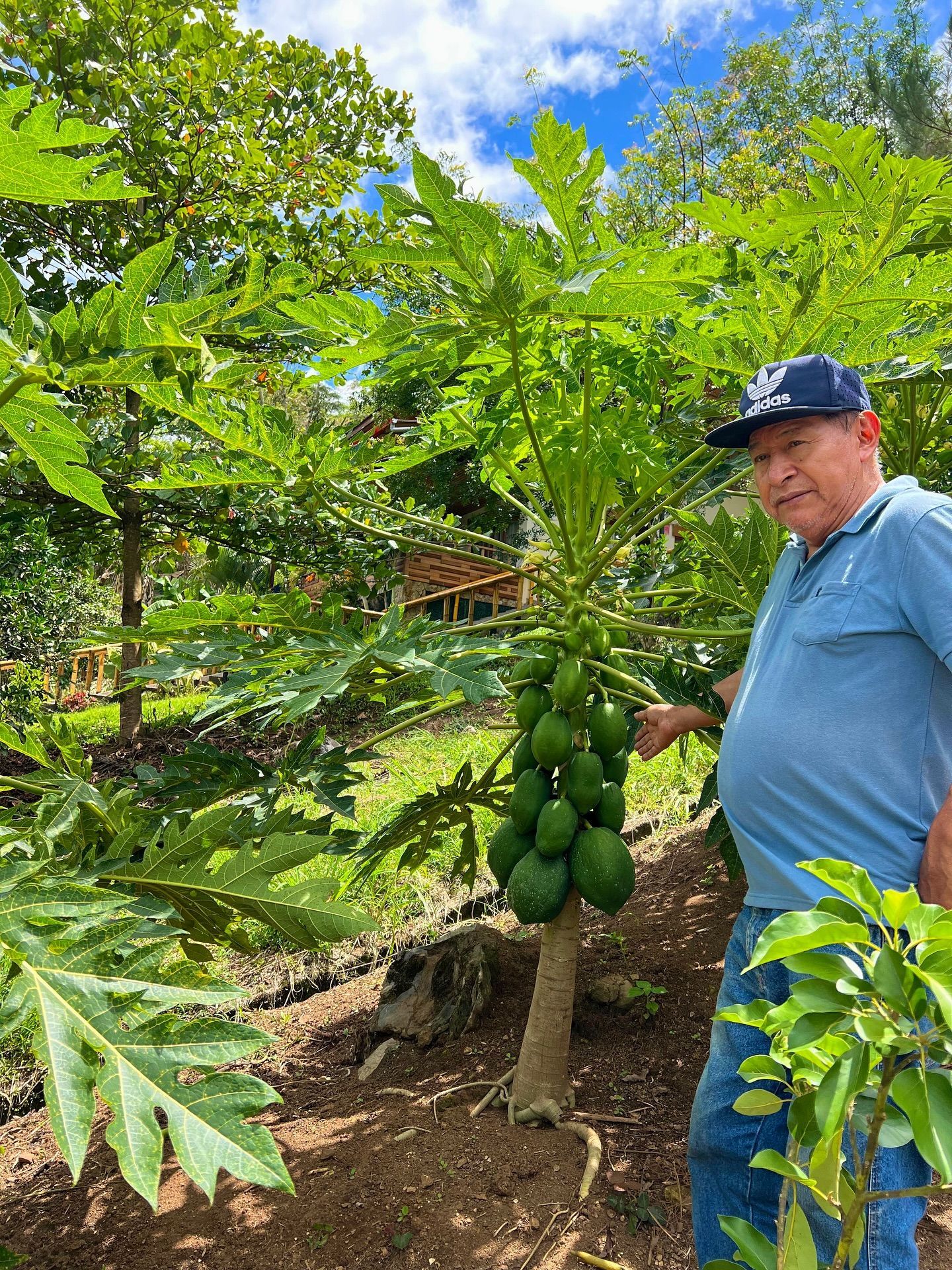 Un hombre de pie junto a un árbol de papaya con frutos verdes maduros en un huerto soleado.