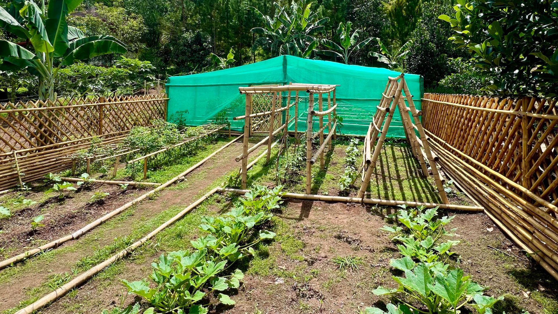 Huertos comunitarios con hileras de plántulas, enrejados de bambú y una cubierta vegetal que proporciona sombra.