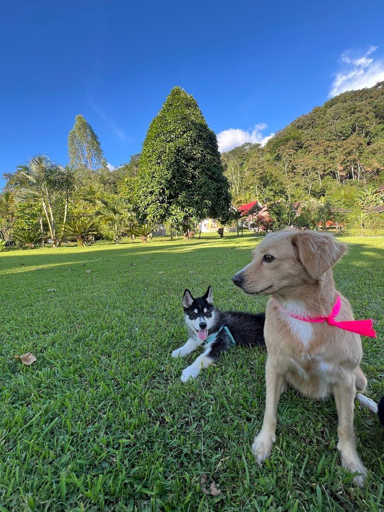 Dos perros en un parque con césped, un perro marrón con un pañuelo rosa delante de un perro blanco y negro bajo un cielo azul.