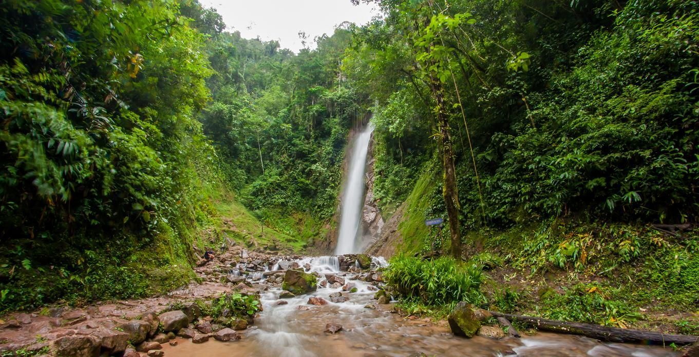 Alta cascada en un frondoso bosque verde que desemboca en un arroyo rocoso.