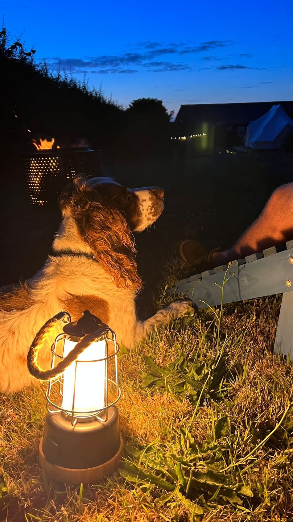 Dog near a lantern and chair at night.