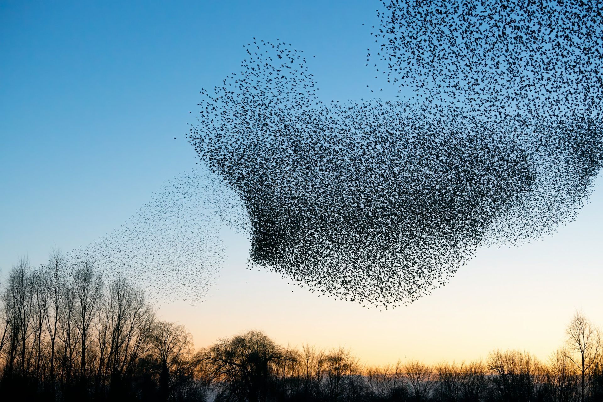 A flock of birds forms a dark cloud above silhouetted trees at sunset.